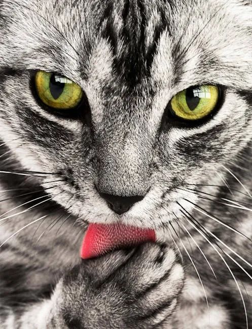 孕妇梦见猫是胎梦_胎梦梦到猫是什么意思_孕妇梦见猫是胎梦吗