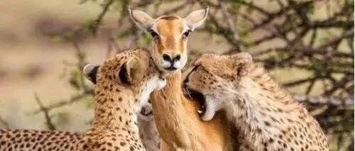 一张照片，拍摄者不能自拔，亿万人潸然泪下！