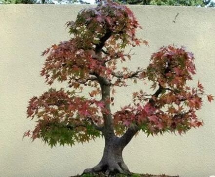 盆景 一剪定乾坤 中国盆景艺术 微信公众号文章阅读 Wemp