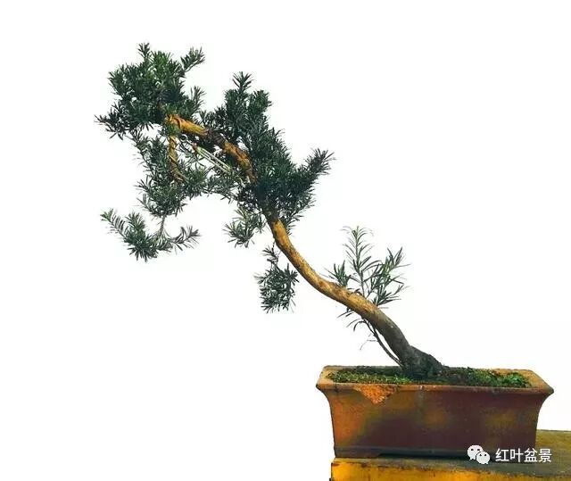 图解 怎么创作文人式雀舌罗汉松盆景