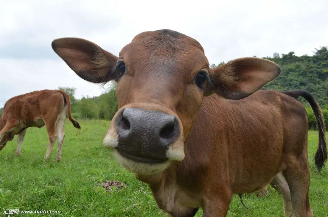 重磅商机老挝年产牛仅5万头却拿下中国50万头配额大单