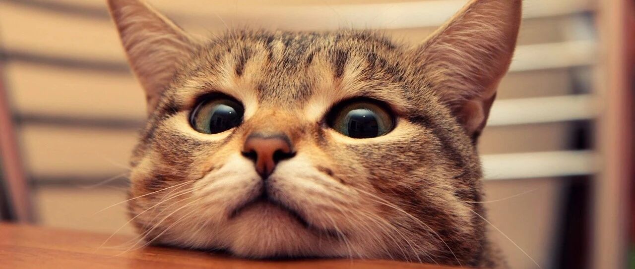 喵星人：原来有这么多人为我写歌！