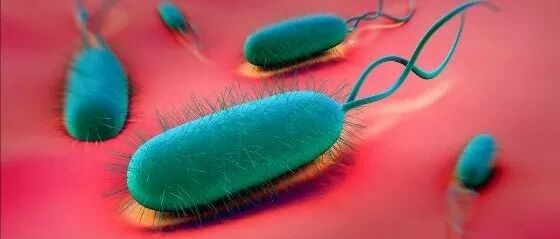 胃食管反流病患者要不要根除幽门螺杆菌？