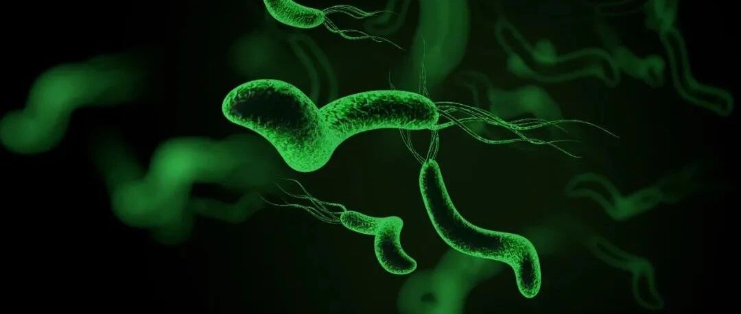 一文了解：幽门螺杆菌感染 | 患教科普