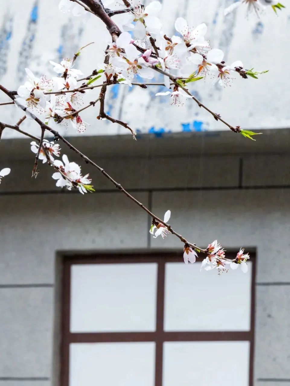 新疆医科大学校花图片