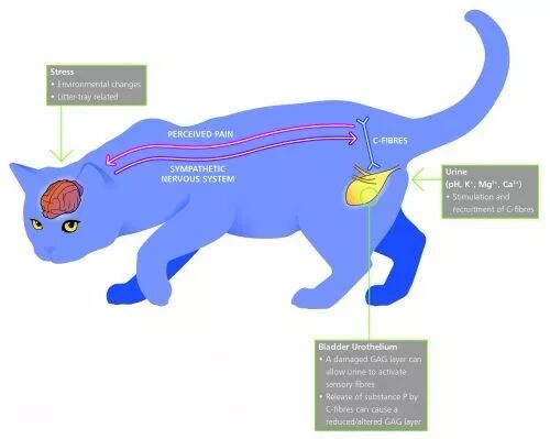 这些错误抱猫方式加重得病风险！你撸猫的姿势正确吗？ - 抖萌宠 微信 