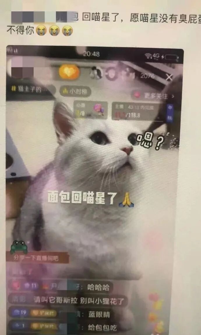 猫咪在几万人直播间被「玩死」！谁害死了如此多的网红猫- 全网搜