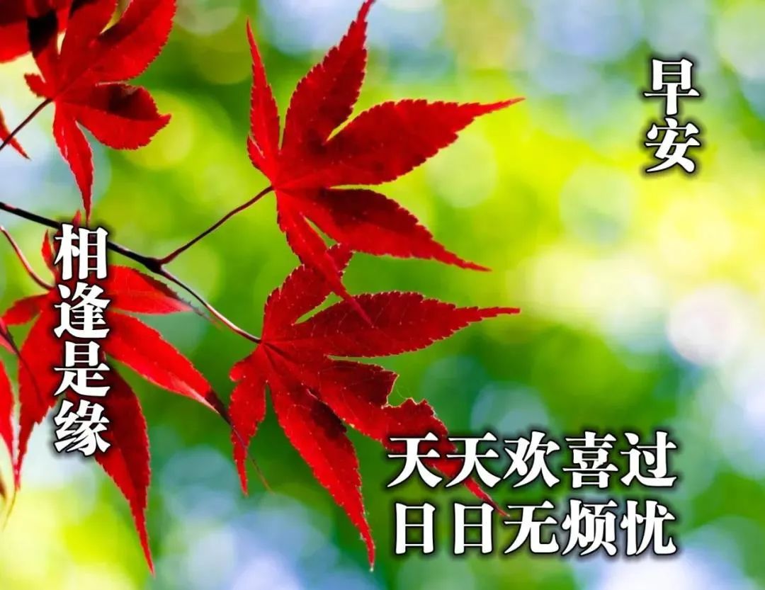 10月7日周三清晨早上好问候祝福动态表情图片10月最新早安问候祝福图片带字温馨 早上好表情动态 微信公众号文章阅读 Wemp