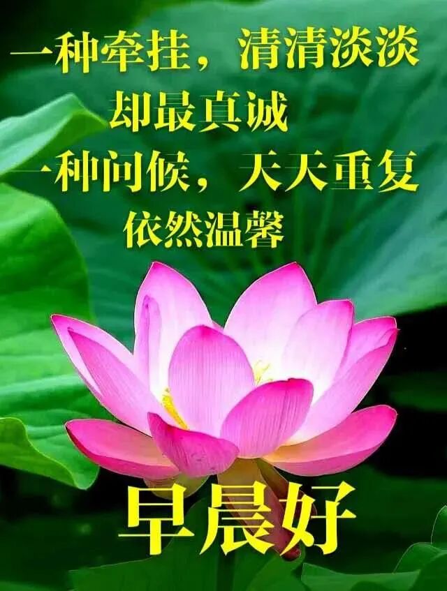 8张秋天清晨群发的早上好图片动态的带鲜花温馨早上好动态表情图片 早上好表情动态 微信公众号文章阅读 Wemp