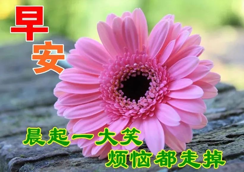 12月8日周二清晨早上好问候祝福动态表情图片12月最新早安问候祝福图片带字温馨 早上好表情动态 微信公众号文章阅读 Wemp