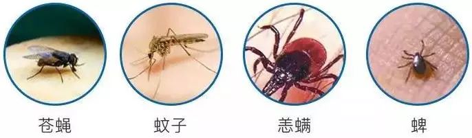 蚊子看了想骂人 台湾省的变态驱蚊喷雾 喷一喷 裸着蹲草丛都不会被咬 最黑科技营 微信公众号文章阅读