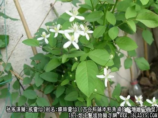 中草药：灵仙的功效与作用