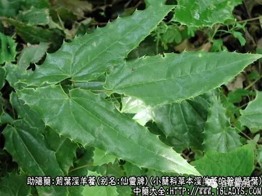 中草药：淫羊藿的功效与作用