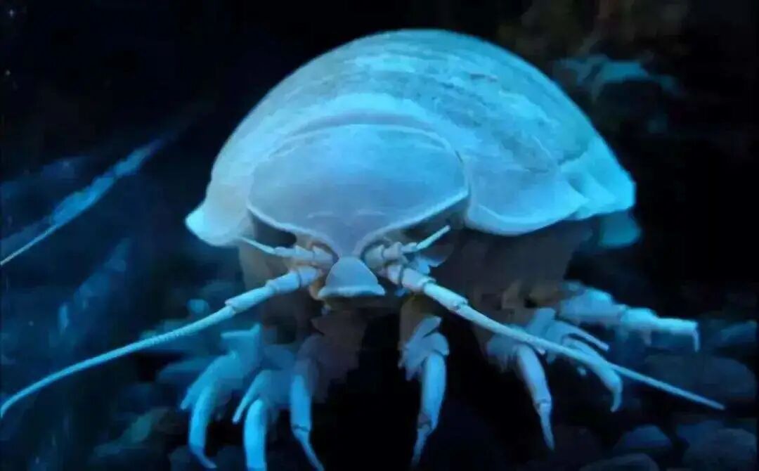 壳聚糖生物敷料治什么伤口愈合“神器”—壳聚糖功能性敷料_https://www.jmylbn.com_新闻资讯_第4张