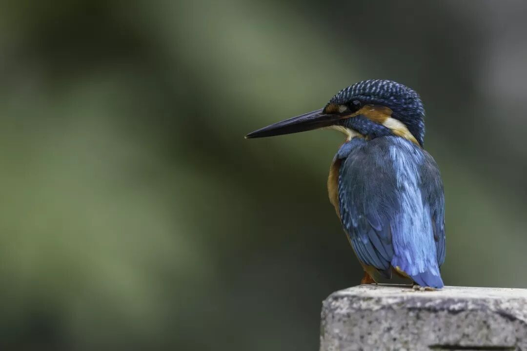 aps画幅 APS-C画幅单反像素王 佳能EOS 90D实战拍摄