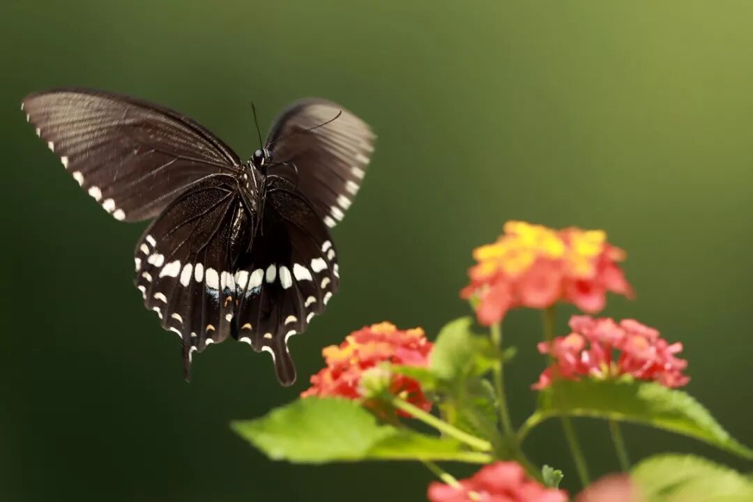 全画幅和aps画幅_aps画幅和4 3画幅_aps画幅