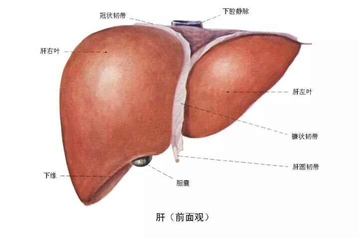 喝杯黑枸杞给肝脏“洗个澡”吧，原来男人吃它好处多！