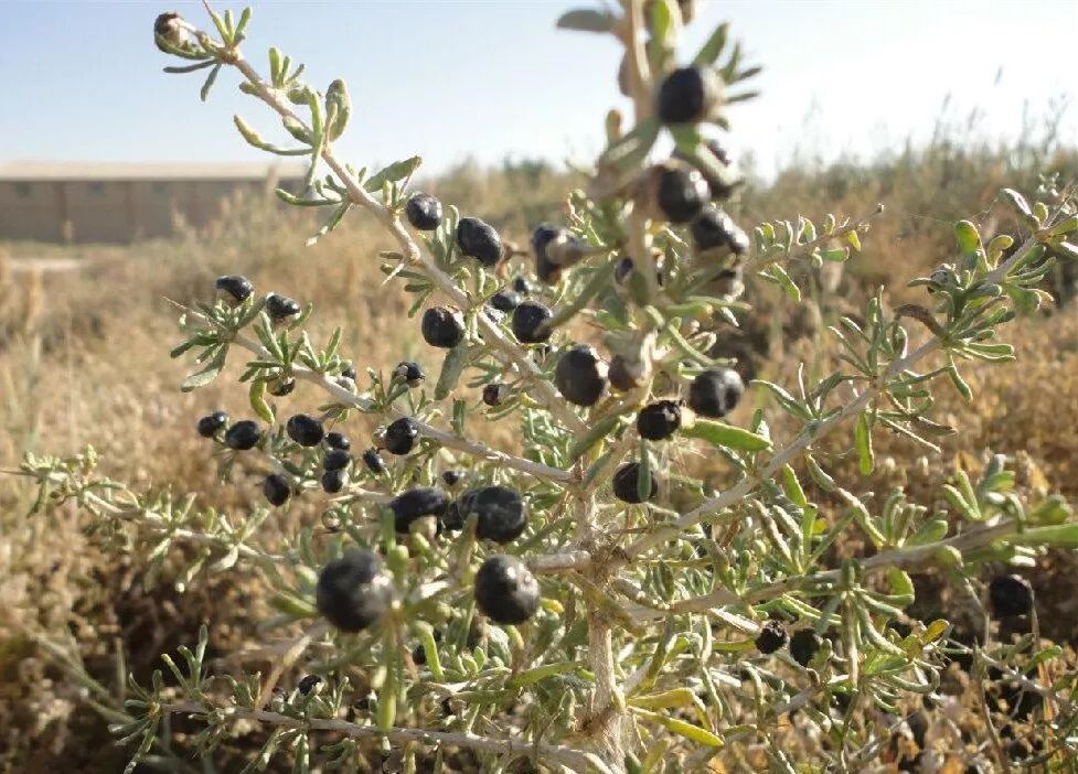 黑枸杞真假分不清？教你真假黑枸杞的鉴别方法和技巧