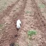 生活不易，猫猫种地