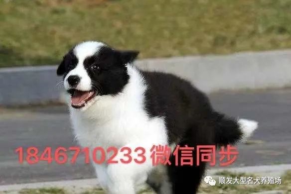 边牧犬多少钱一只纯种边牧犬价格