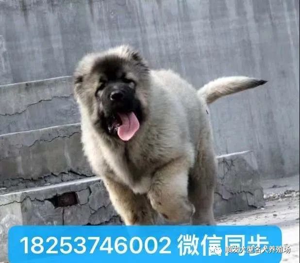 德牧犬多少钱一只2021年科目小德牧犬价格