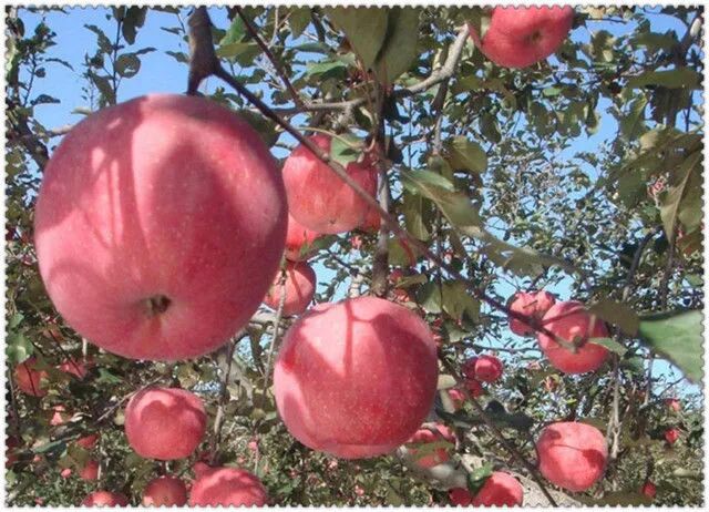 山东莱州市属于哪个市管_山东莱州市属于几线城市_山东莱州属于哪个市