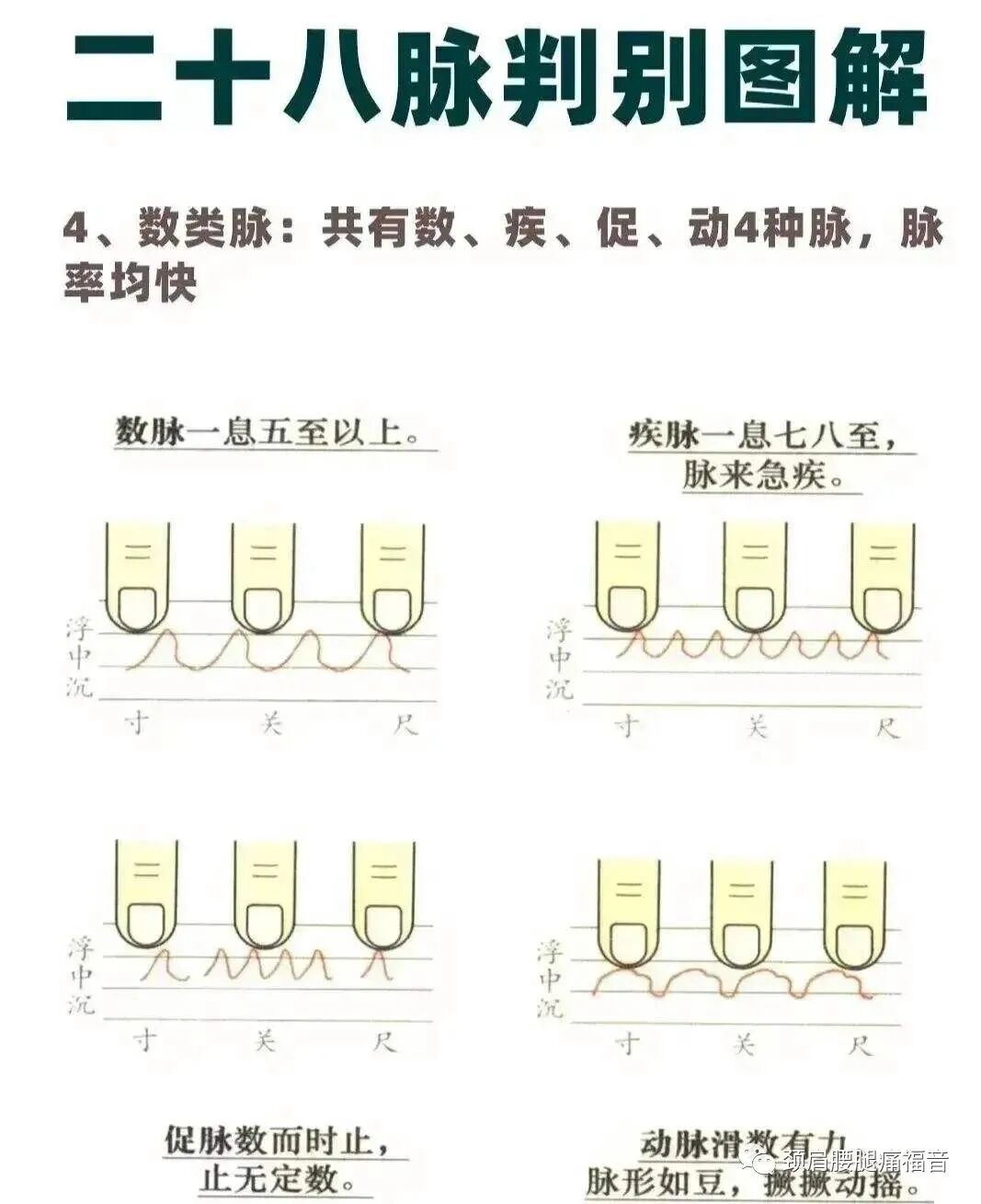 为什么心是钩脉脉诊—五脏脉_https://www.jmylbn.com_新闻资讯_第7张