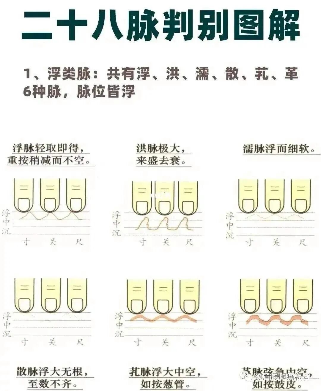 为什么心是钩脉脉诊—五脏脉_https://www.jmylbn.com_新闻资讯_第4张