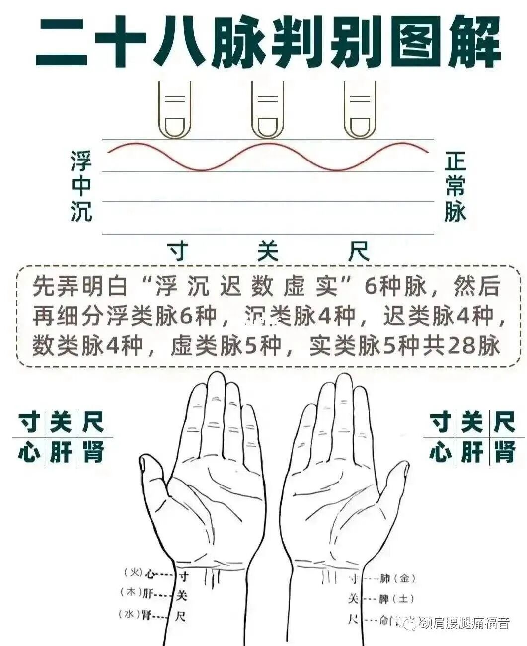 为什么心是钩脉脉诊—五脏脉_https://www.jmylbn.com_新闻资讯_第2张