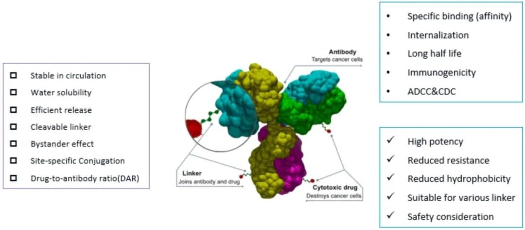 昭衍药物发现丨抗体偶联药物作用机制与内吞检测-Hypeptide