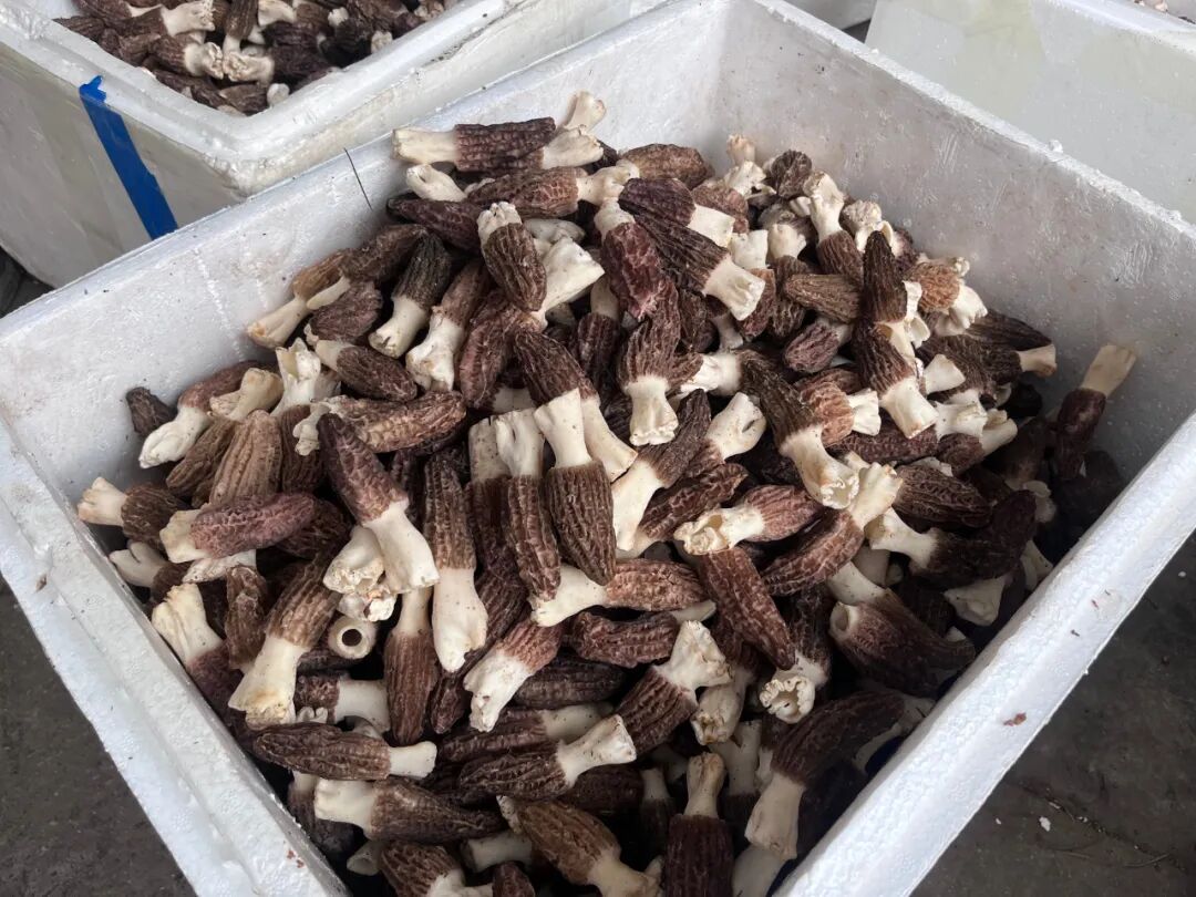 最高220元公斤云南木水花头水菌又上新啦