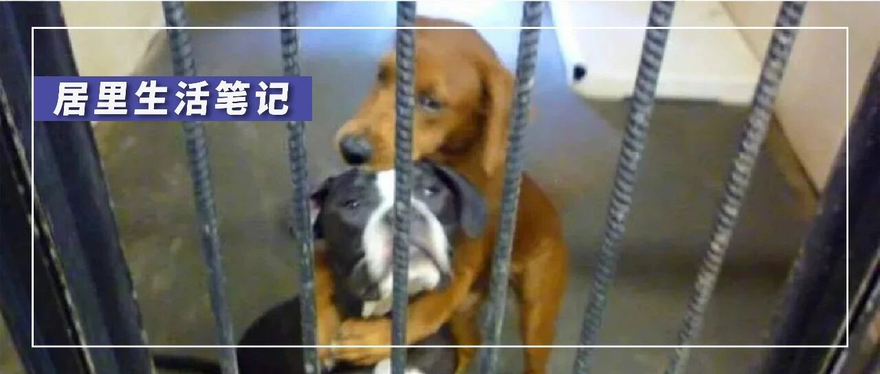 两只流浪狗执行安乐死时紧紧抱在一起，这一抱彻底改变了命运…