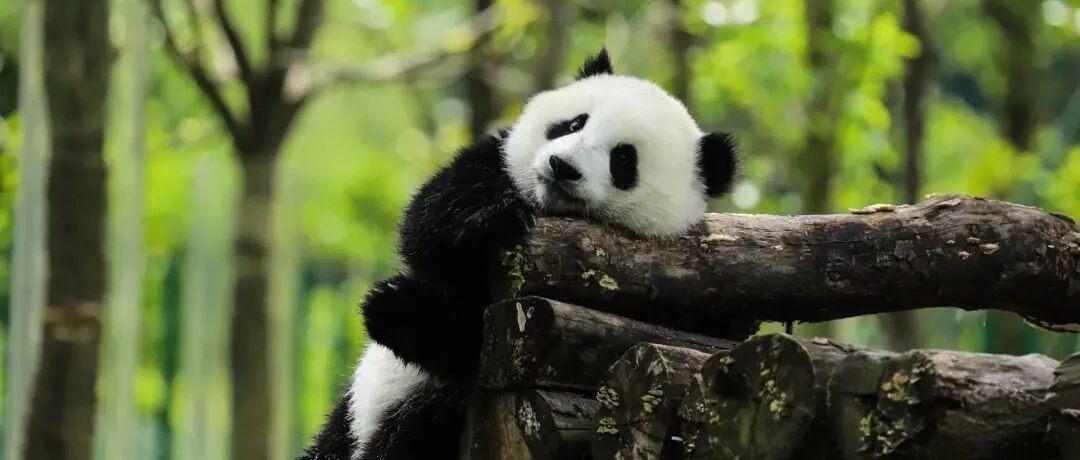 官宣！中国首批国家公园曝光！网友：什么时候能去玩？