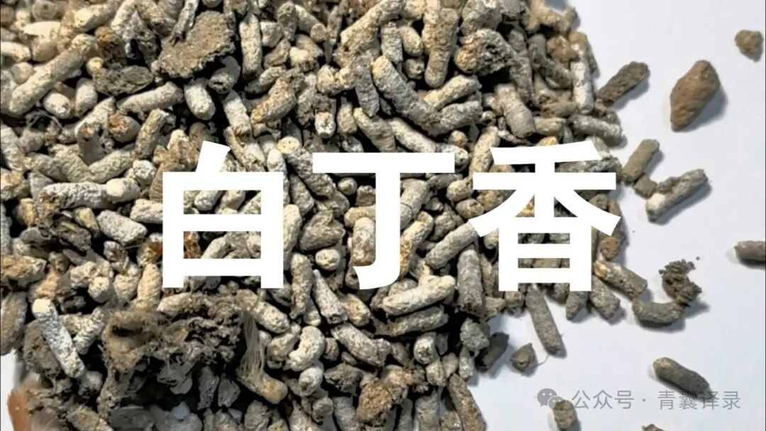 白丁香一味治愈直肠癌