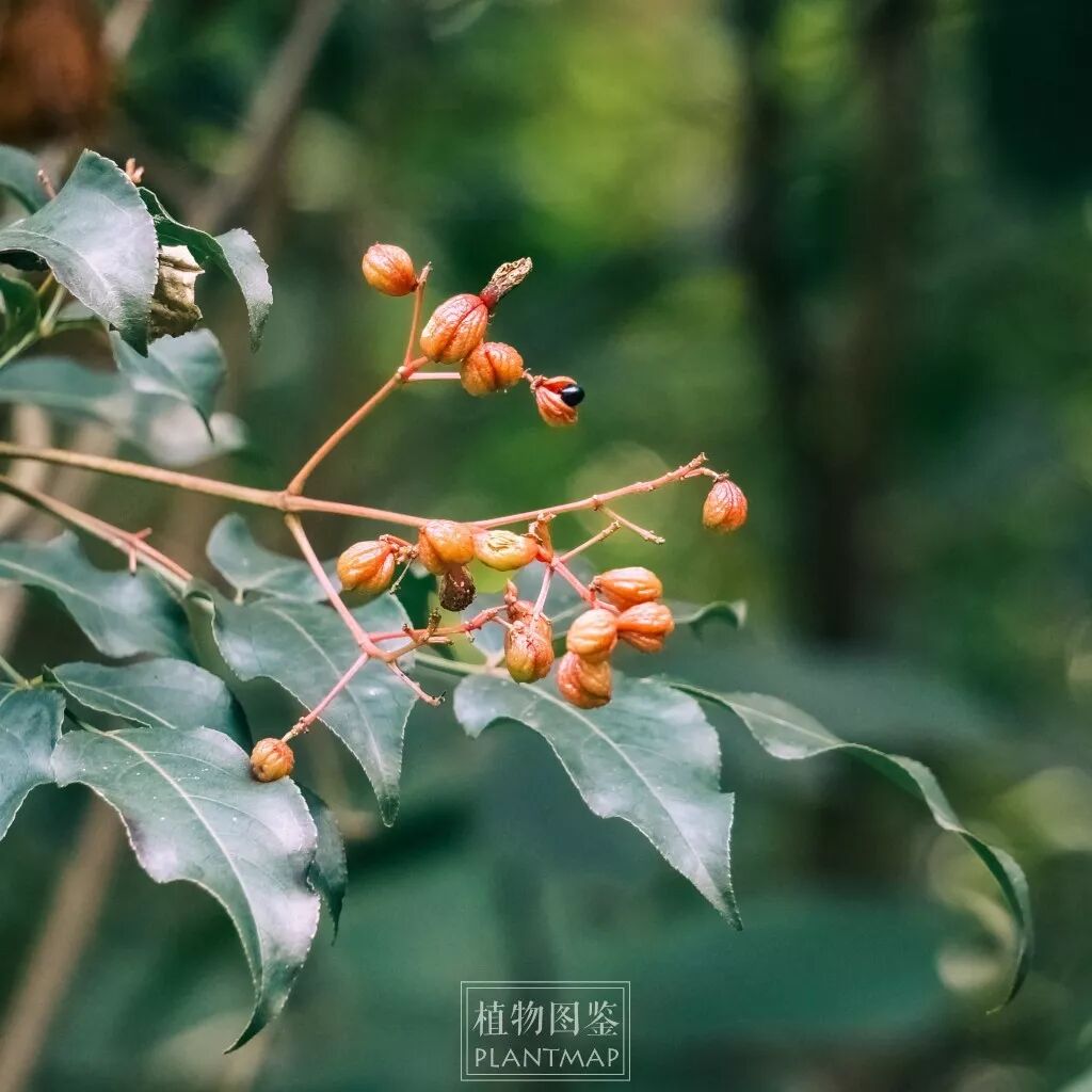 野鸦椿 红果子可以挂半年 眼界 多维客