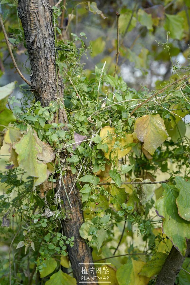茜草 千亩栀茜千户侯 植物图鉴 微信公众号文章阅读 Wemp