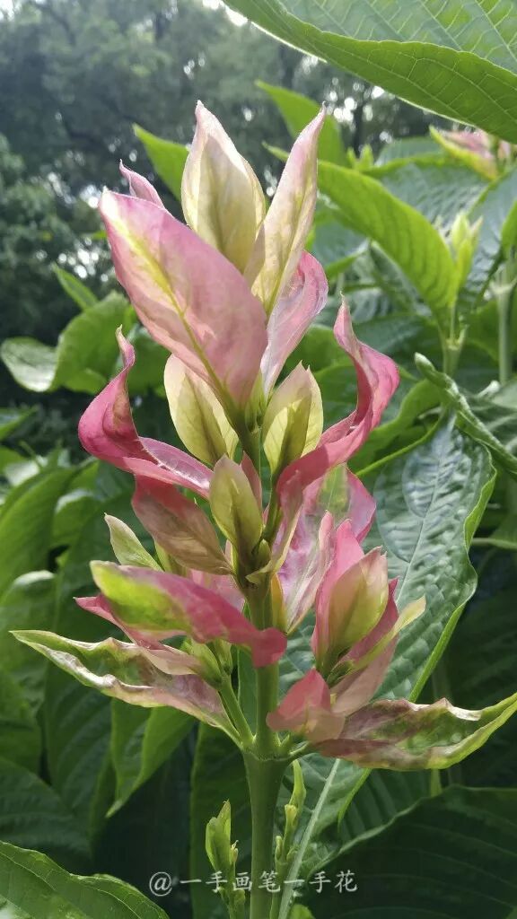 赤苞花 燃起热情的一把火 眼界 多维客