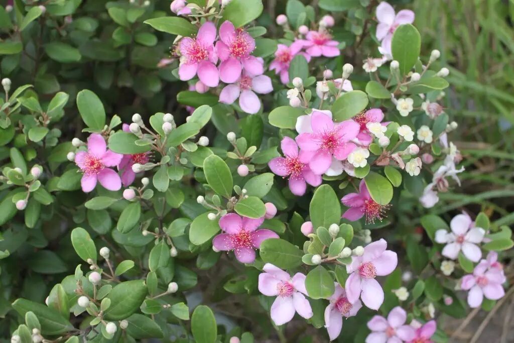 桃金娘 让 捻子 染紫你的手指 植物图鉴 微信公众号文章阅读 Wemp