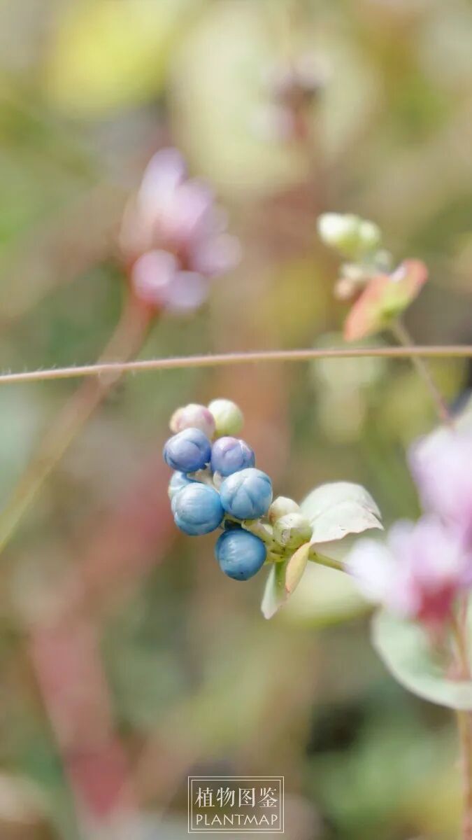 皎皎野蓼 花若神明 植物图鉴 微信公众号文章阅读 Wemp