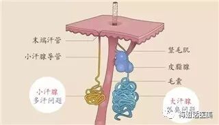 腋臭系列（一）什么是腋臭？
