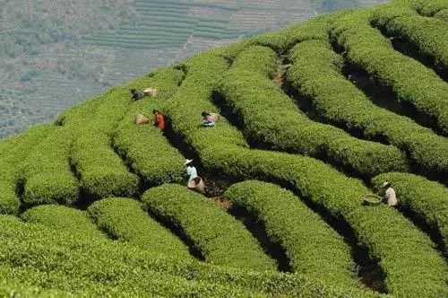 紅茶產業專題之坦洋工夫歷史展望