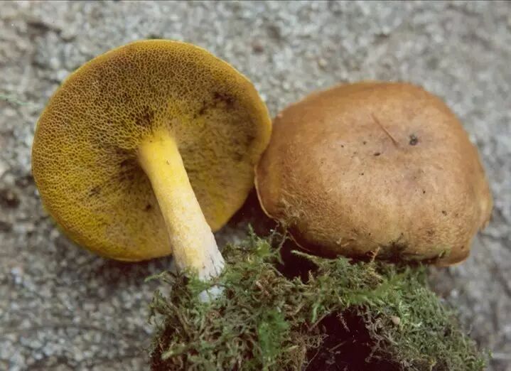 上帝的食物菇中四菌子