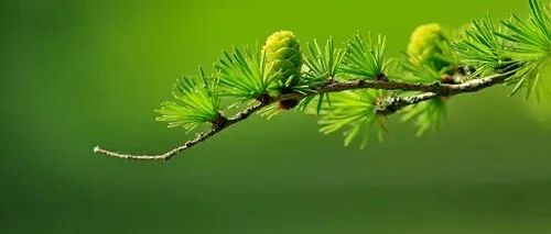 14种，肺部影像学征象，快速了解！（下）│以影识病