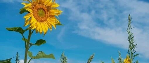 呼吸科的常用评分，你了解多少？看完赶紧收藏！│临床必备