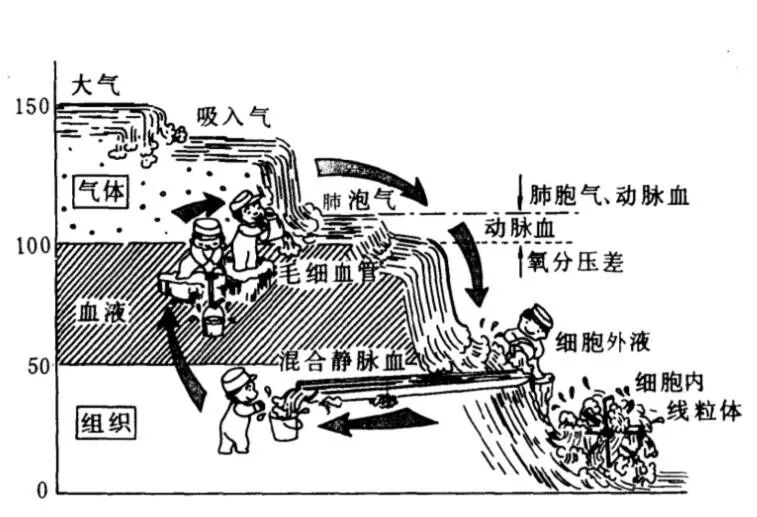 怎么提高氧饱和65氧分压、血氧饱和度与低氧血症，氧气到底有多重要，一起来了解吧！_https://www.jmylbn.com_新闻资讯_第2张