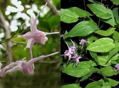 淫羊藿的功效与作用禁忌淫羊藿的营养价值及正确吃法淫羊藿不能和什么一起吃