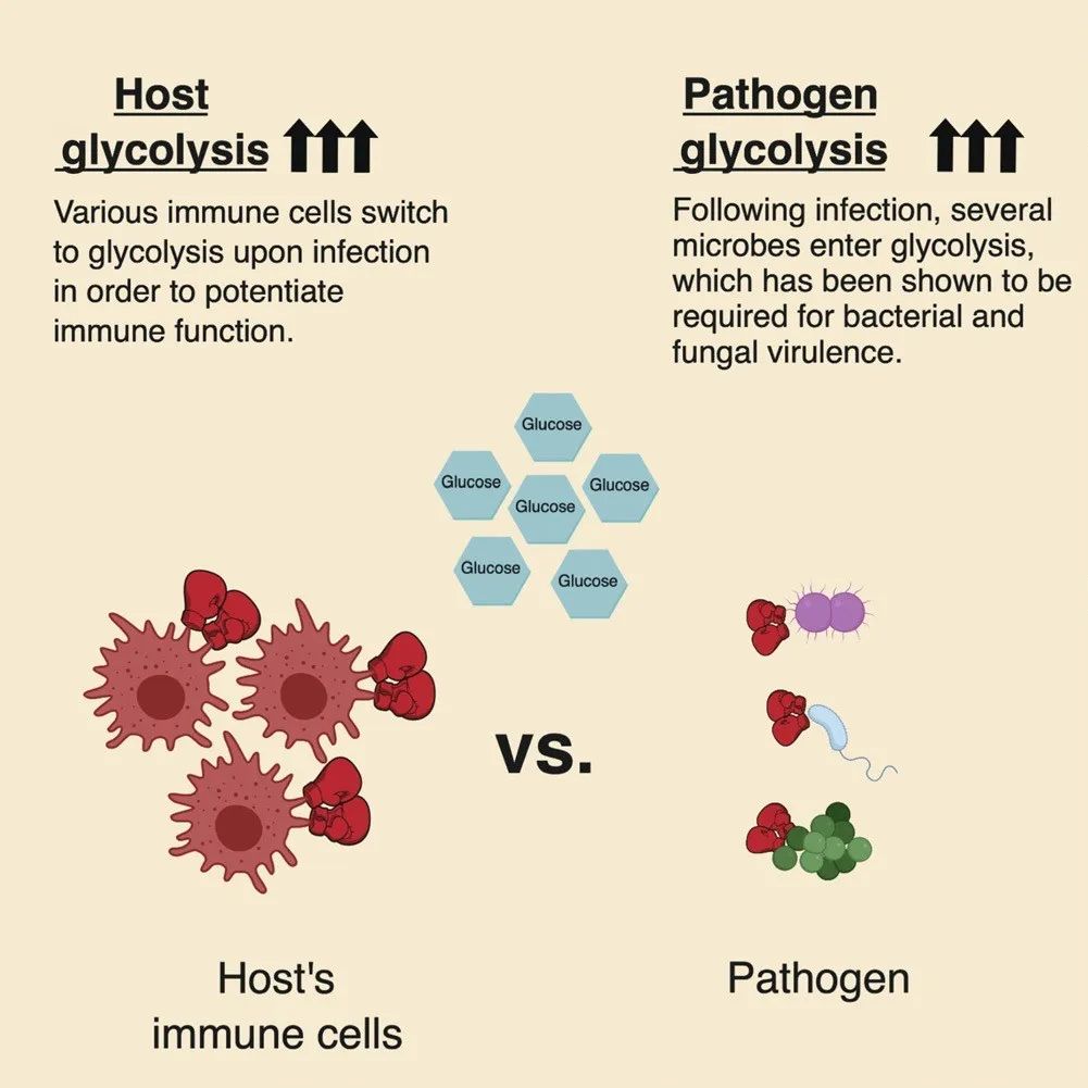 看懂了人體-菌群-病原的代謝戰爭，就知道怎麼提高免疫力了？ 健康 第3張