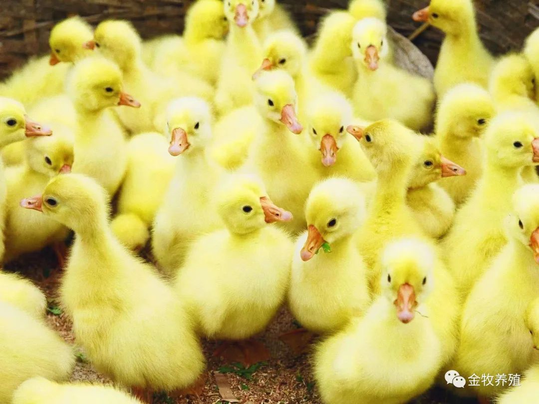 纯种绿壳蛋鸡苗大量出售 五黑鸡苗市场批发价格