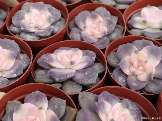 现在逛花市 千万别买5种花 养活难度大 白花钱 热点讯息网