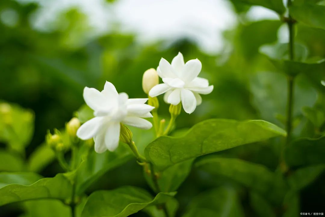 栀子花寓意好不好_栀子花是吉利花吗_栀子花为啥不吉利